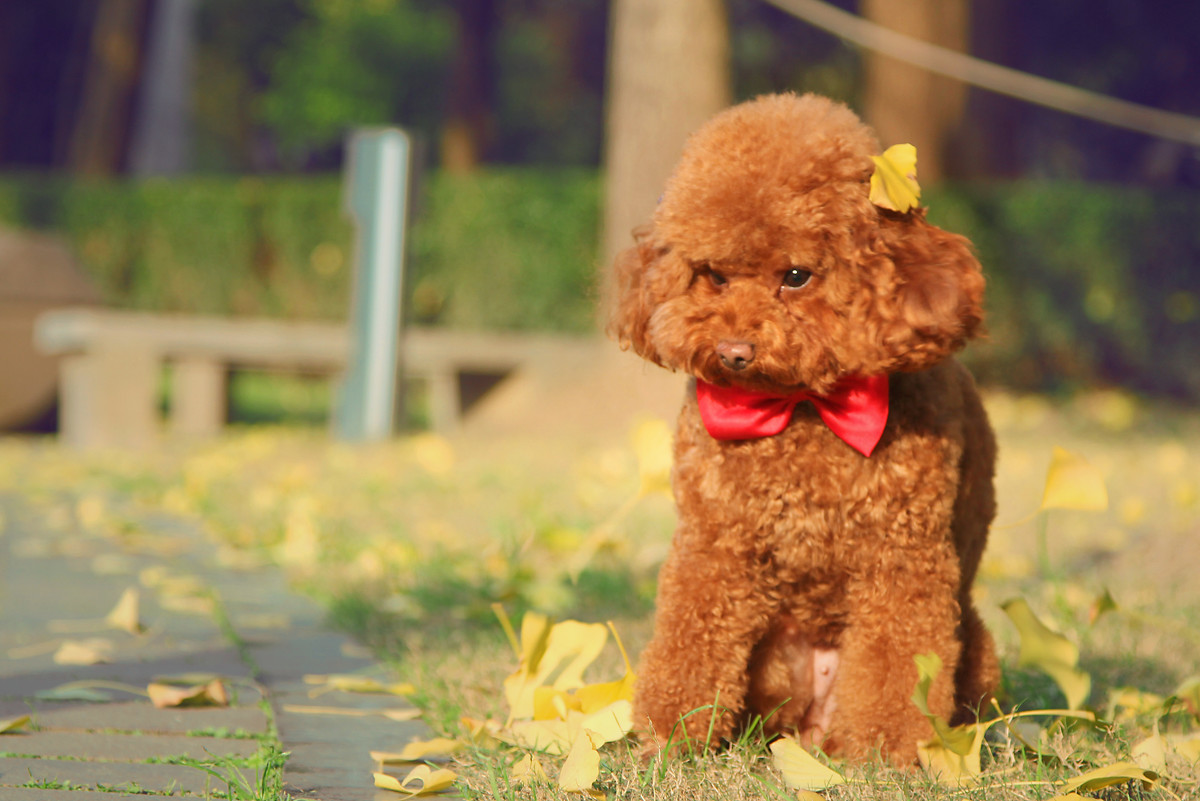 点击大图看下一张：穿衣服的棕色泰迪犬