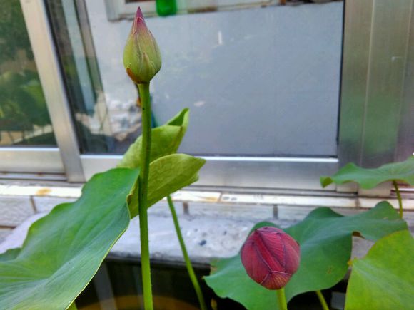 点击大图看下一张：荷花开花记