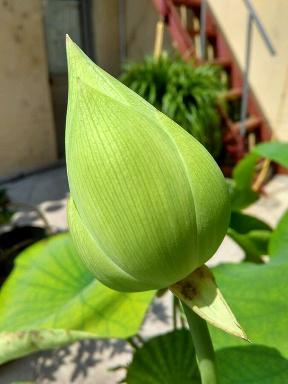 点击大图看下一张：荷花开花记