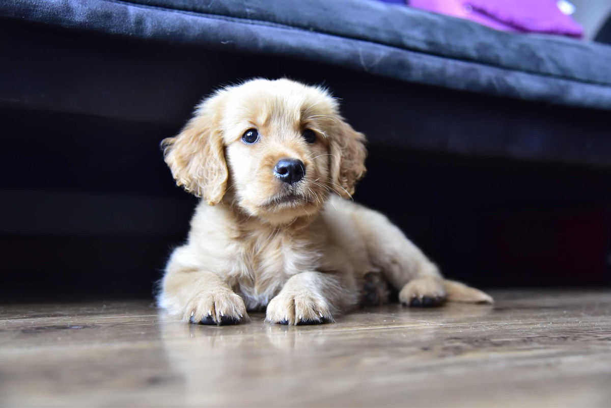 点击大图看下一张：灰白色金毛犬图片