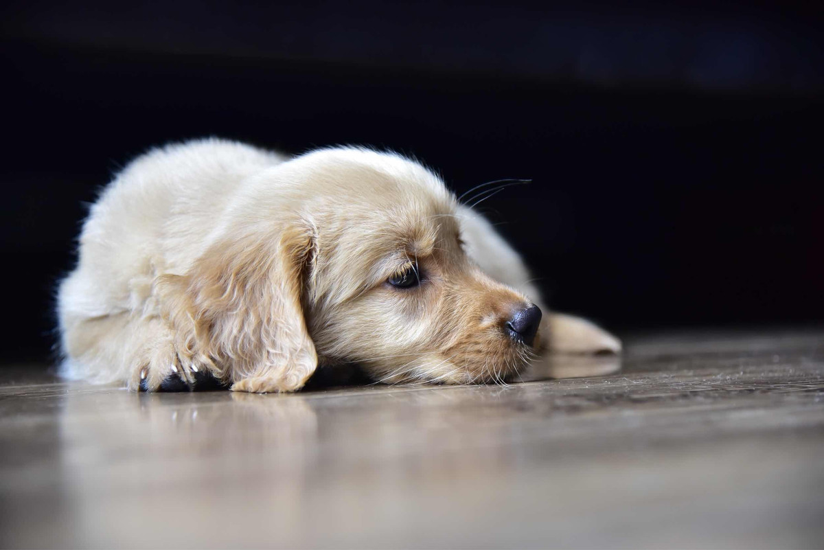 点击大图看下一张：灰白色金毛犬图片