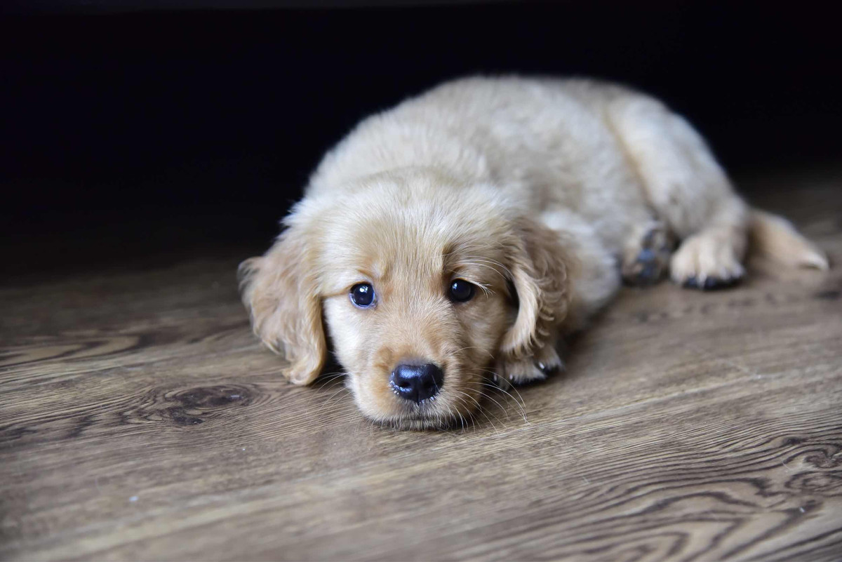 点击大图看下一张：灰白色金毛犬图片