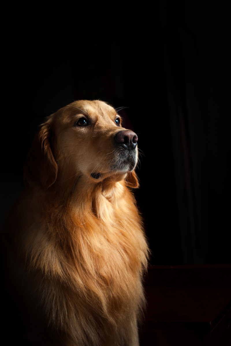 点击大图看下一张：金毛犬撒娇的表现