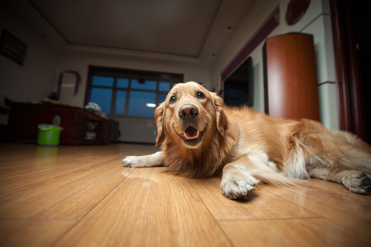 点击大图看下一张：金毛犬撒娇的表现