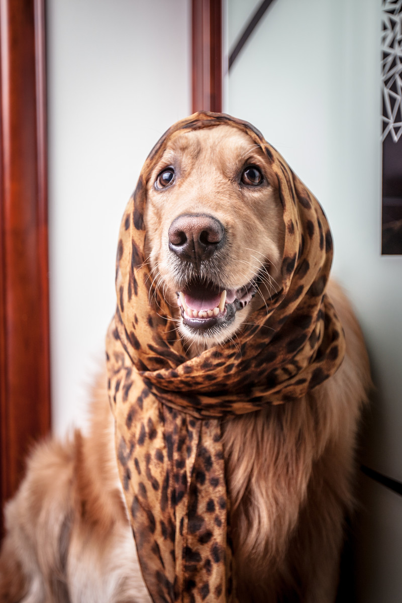 点击大图看下一张：金毛犬撒娇的表现