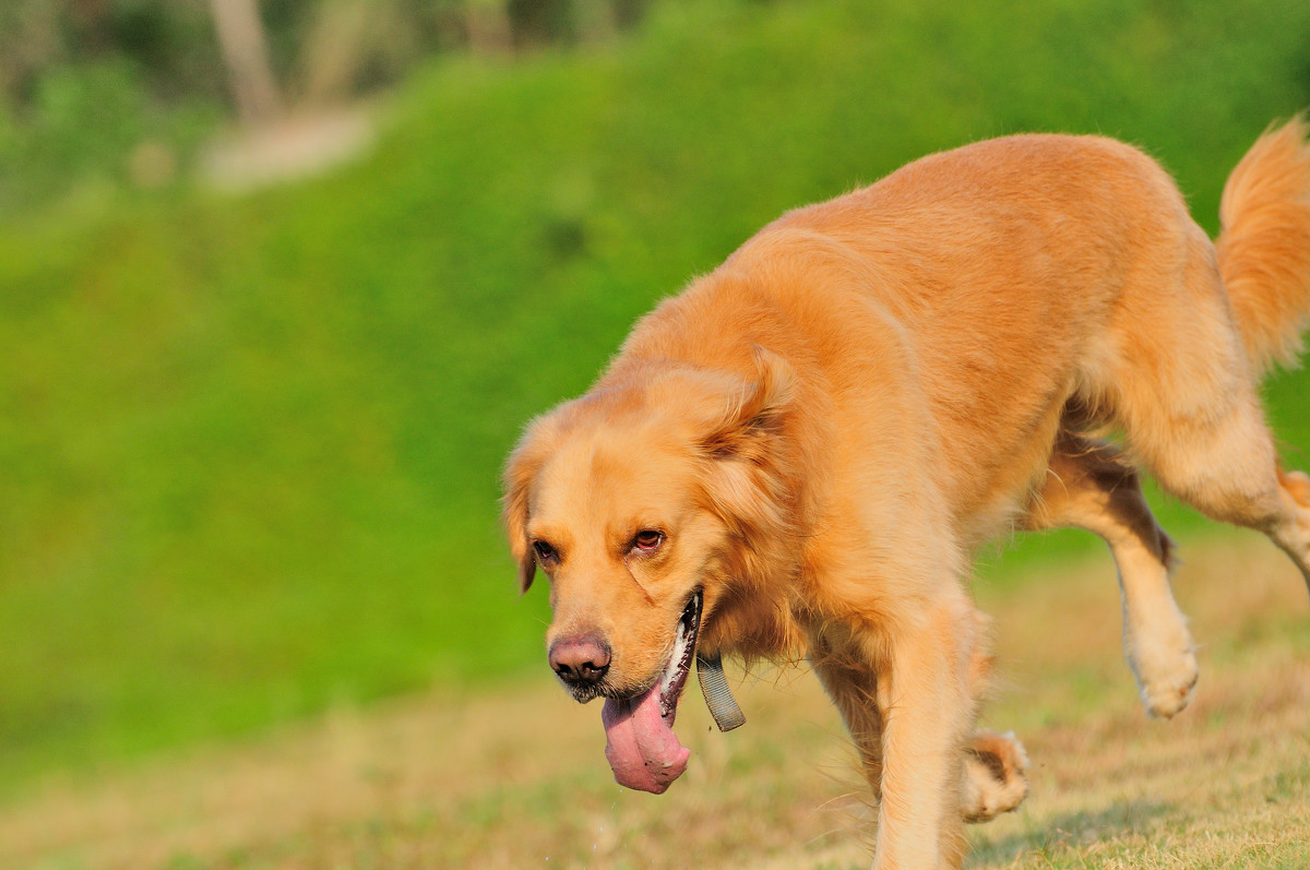 点击大图看下一张：棕黄色金毛犬