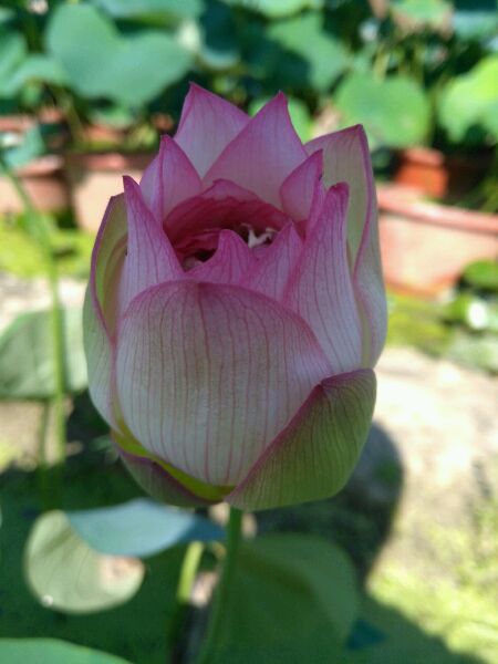 点击大图看下一张：荷花的随想