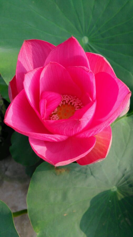 点击大图看下一张：荷花终于开了