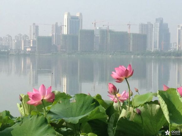 点击大图看下一张：武汉沙湖的藕莲荷花