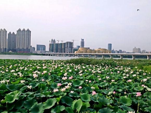 点击大图看下一张：武汉沙湖的藕莲荷花