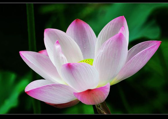 点击大图看下一张：今夏荷花图