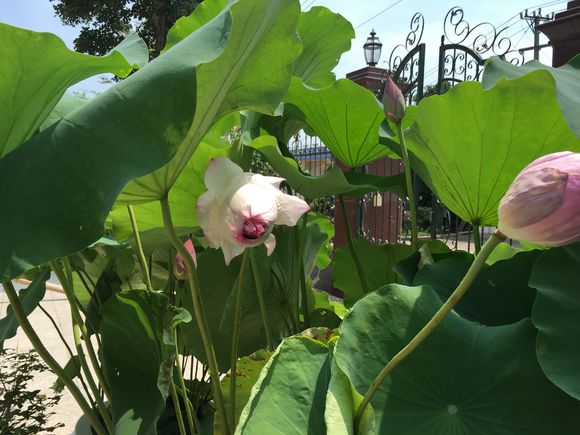 点击大图看下一张：千瓣荷花图片