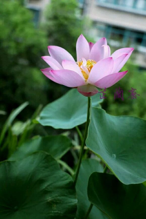 点击大图看下一张：夏天的籽播荷花