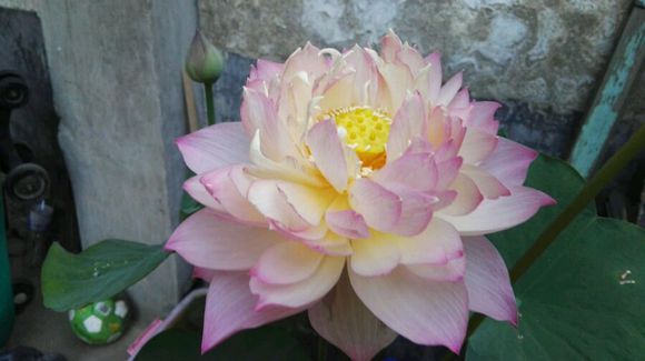 点击大图看下一张：鸳鸯羽荷花