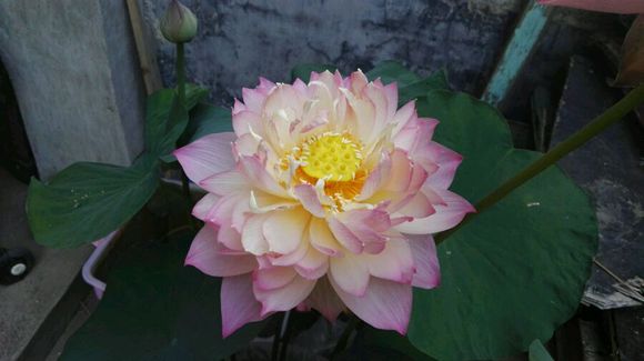 点击大图看下一张：鸳鸯羽荷花