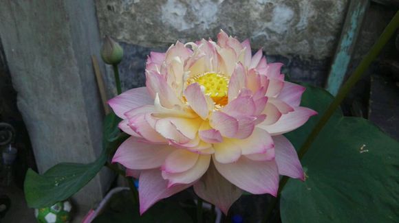 点击大图看下一张：鸳鸯羽荷花