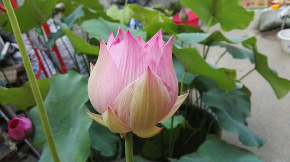 点击大图看下一张：鸳鸯羽荷花