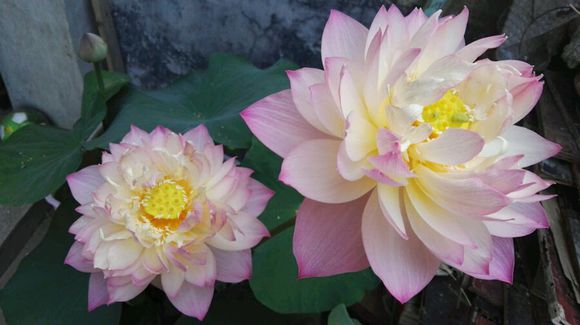 点击大图看下一张：鸳鸯羽荷花