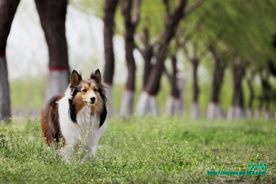 点击大图看下一张：喜乐蒂牧羊犬摄影图片
