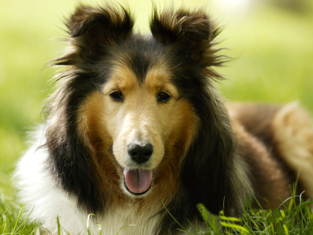 点击大图看下一张：喜乐蒂牧羊犬图片