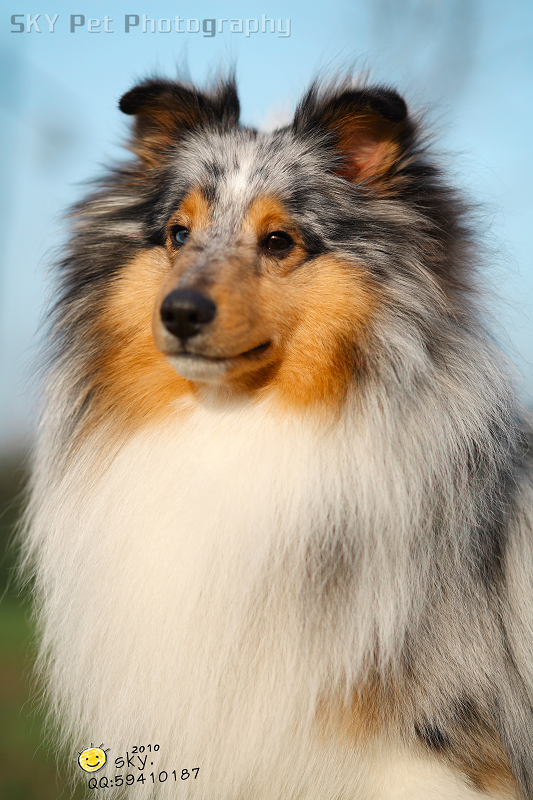 点击大图看下一张：有七白的喜乐蒂犬图组