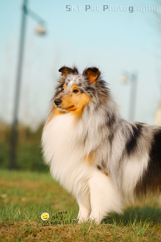 点击大图看下一张：有七白的喜乐蒂犬图组