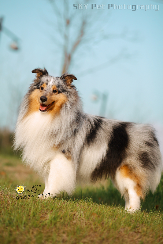 点击大图看下一张：有七白的喜乐蒂犬图组