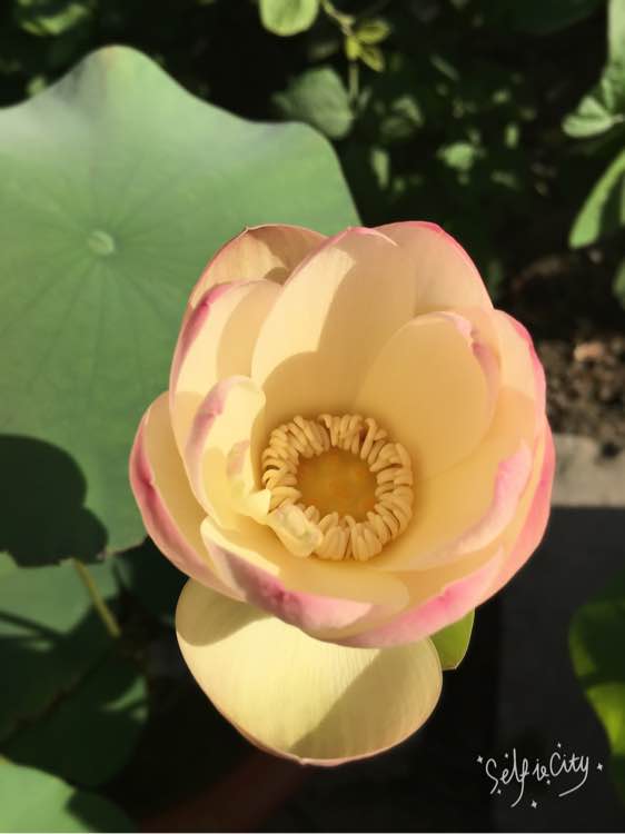 点击大图看下一张：玉楼人醉荷花