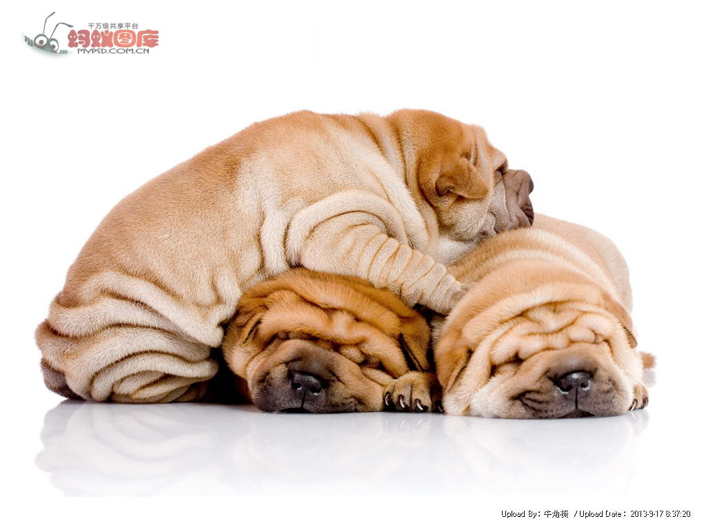 点击大图看下一张:呆萌无比沙皮狗高清图片