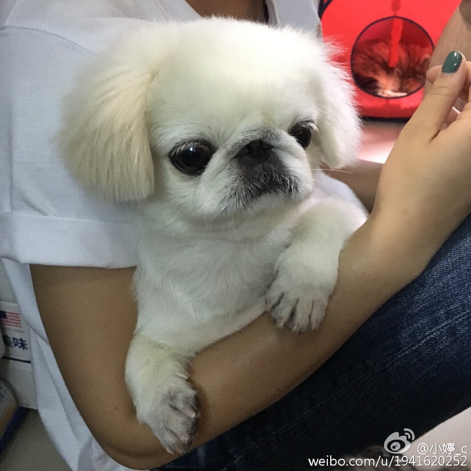 点击大图看下一张：京巴狗身高体重范围