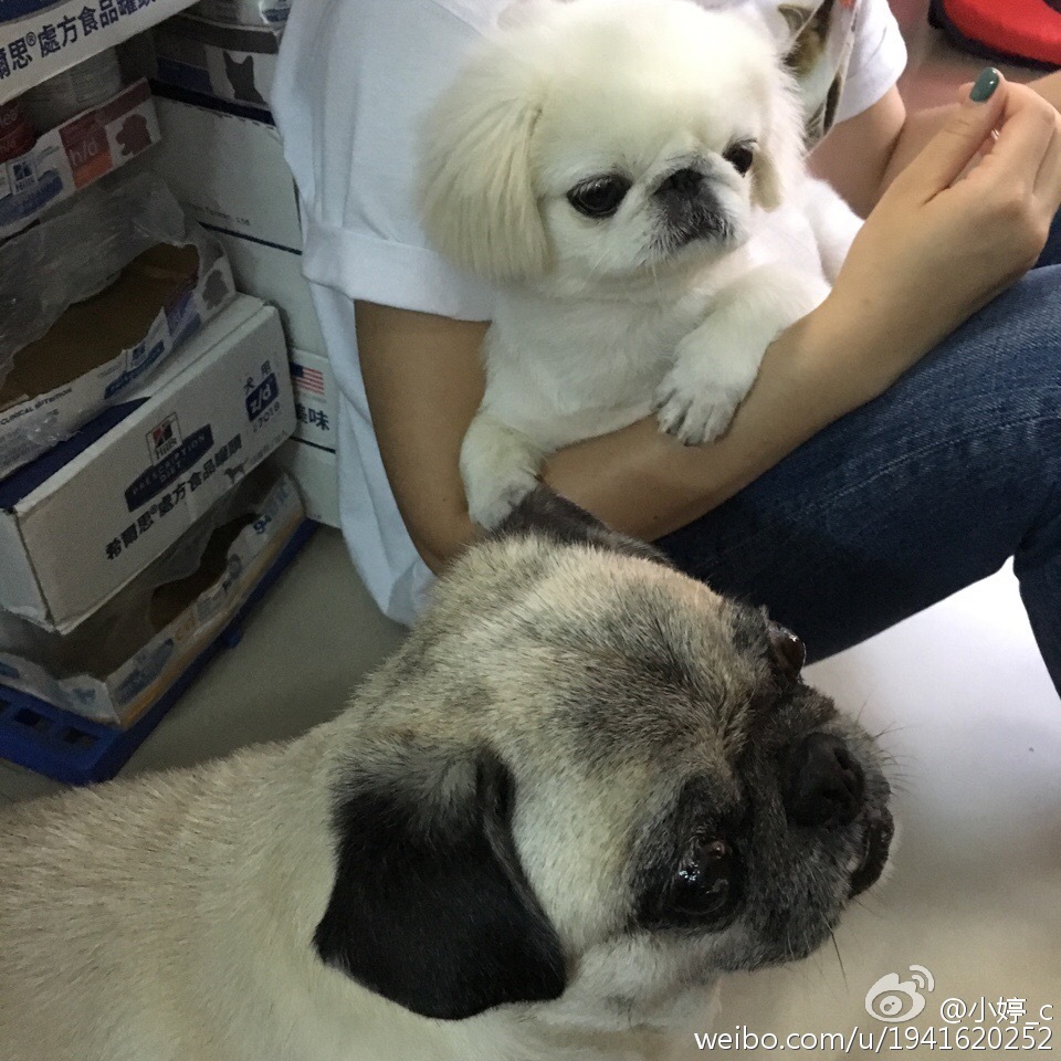 点击大图看下一张:京巴狗身高体重范围