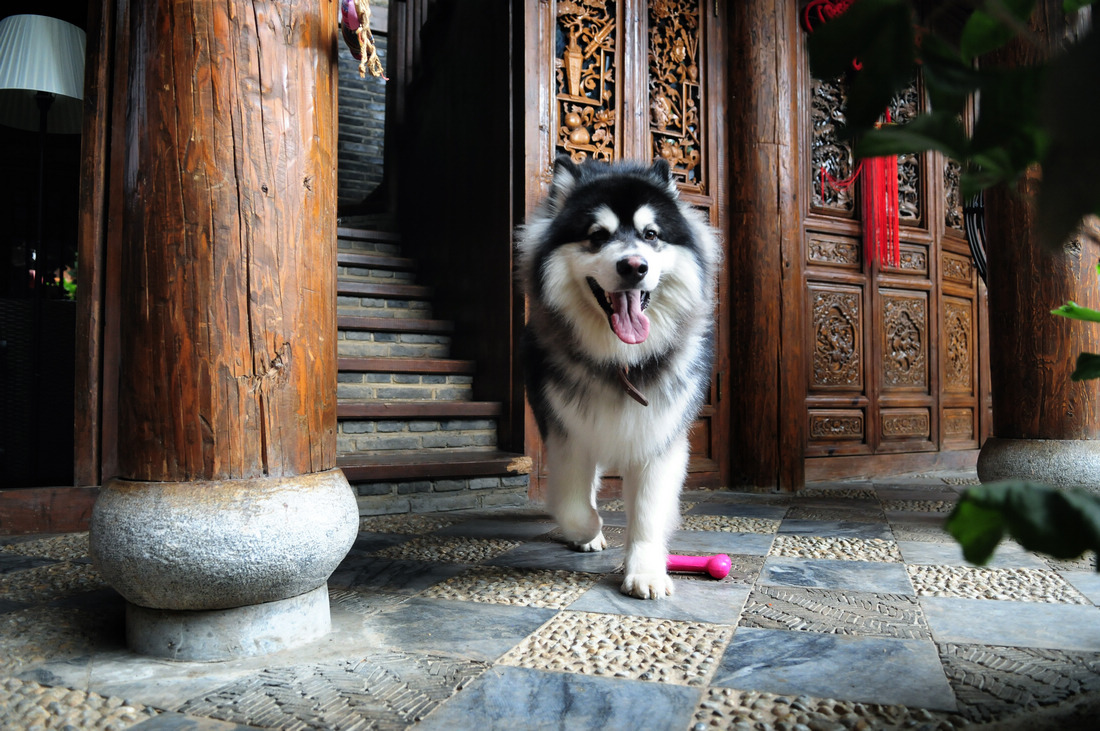 点击大图看下一张：10个月大阿拉斯加犬