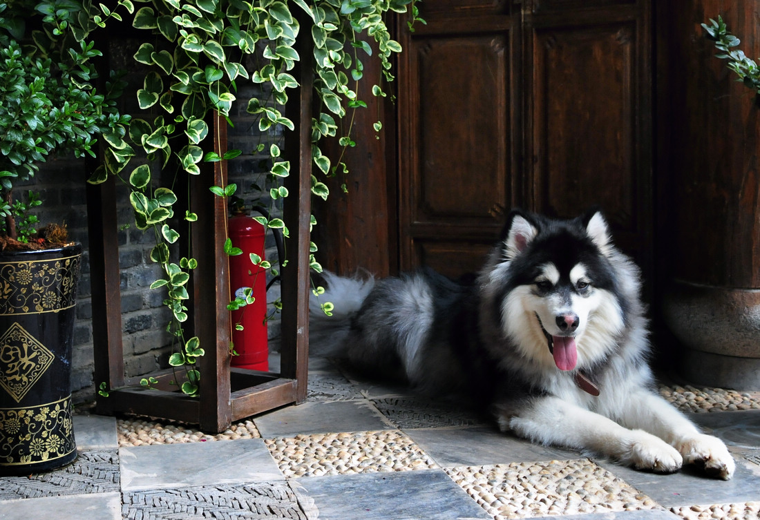 点击大图看下一张：10个月大阿拉斯加犬