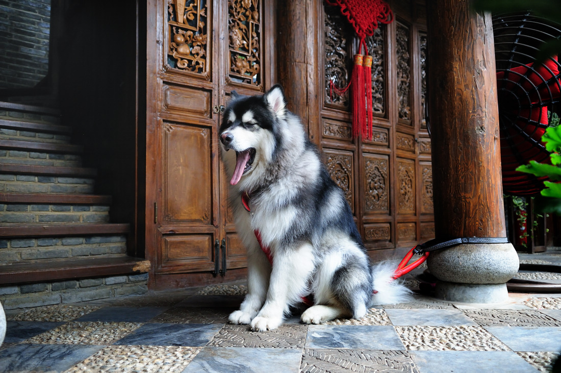 点击大图看下一张：10个月大阿拉斯加犬