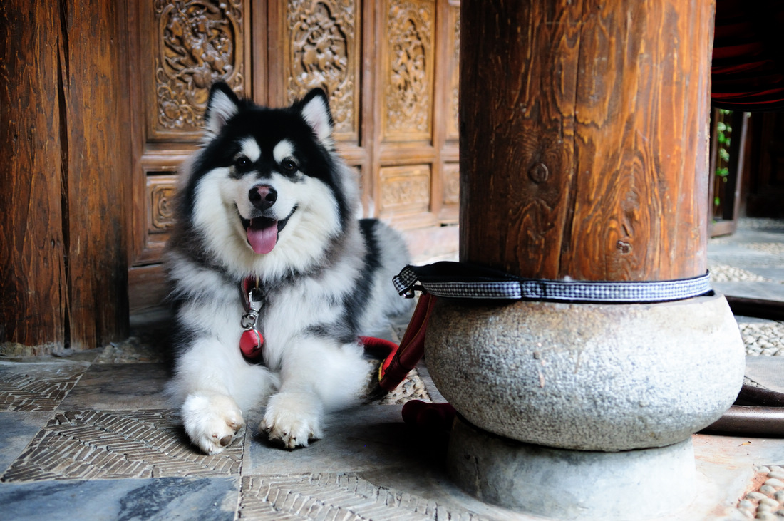 点击大图看下一张：10个月大阿拉斯加犬