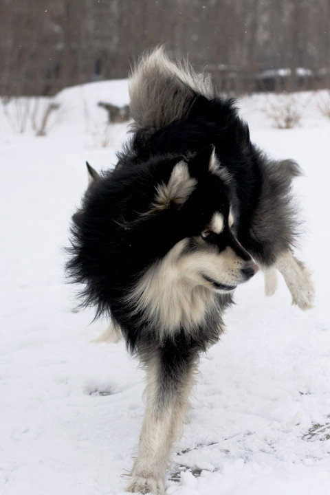 点击大图看下一张：阿拉斯加雪橇犬图片