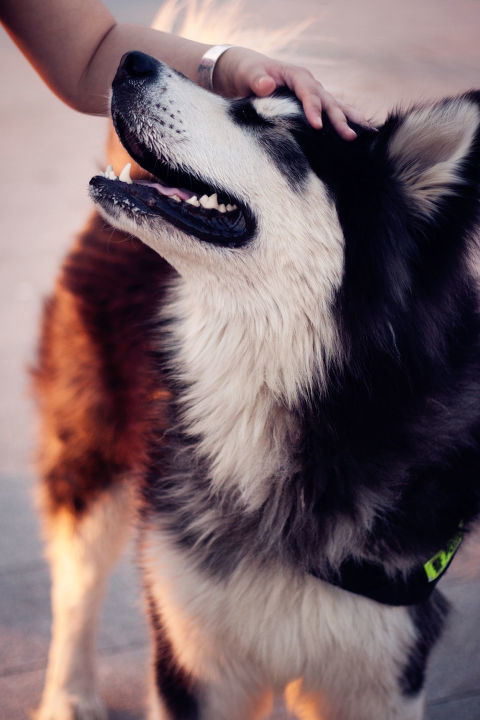 点击大图看下一张：阿拉斯加雪橇犬图片