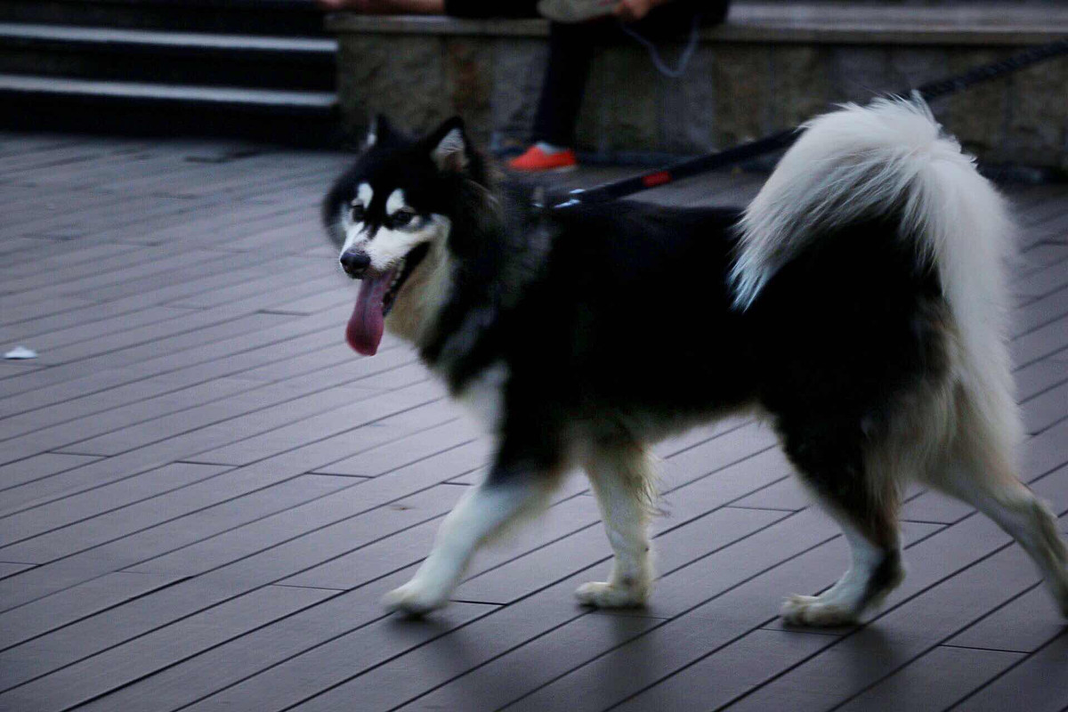 点击大图看下一张:阿拉斯加雪橇犬图片