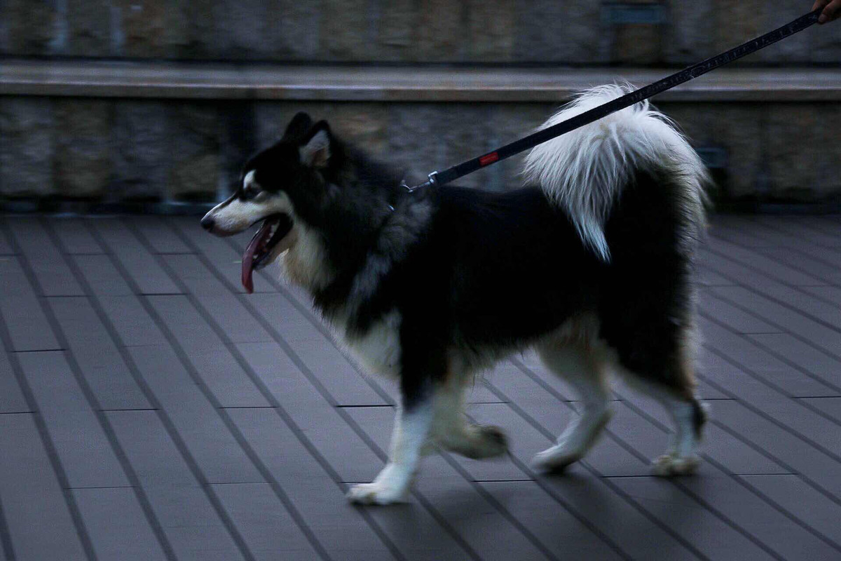 点击大图看下一张：阿拉斯加雪橇犬图片