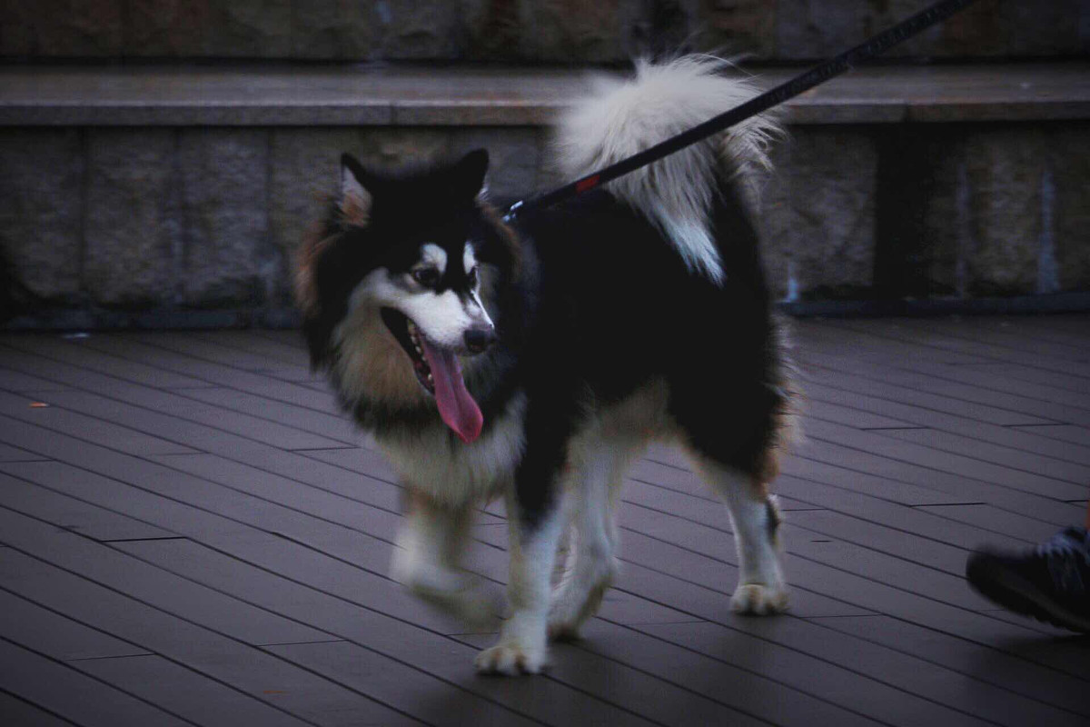 点击大图看下一张：阿拉斯加雪橇犬图片