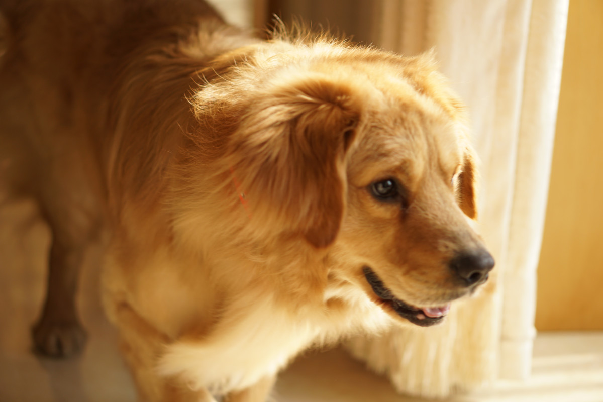 点击大图看下一张：金毛寻回犬高清图片