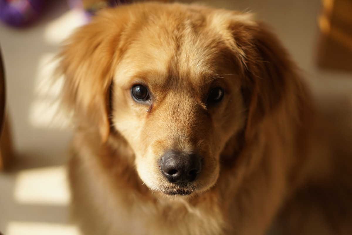 点击大图看下一张：金毛寻回犬高清图片