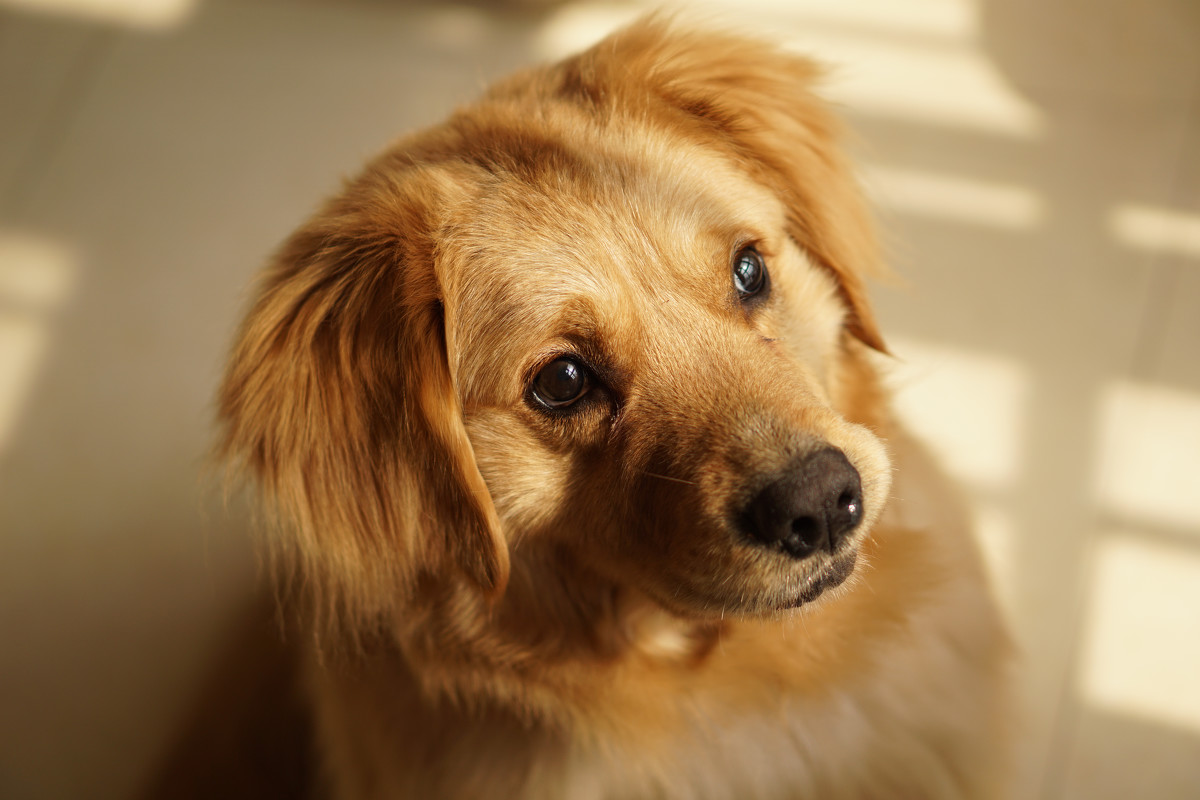 点击大图看下一张：金毛寻回犬高清图片