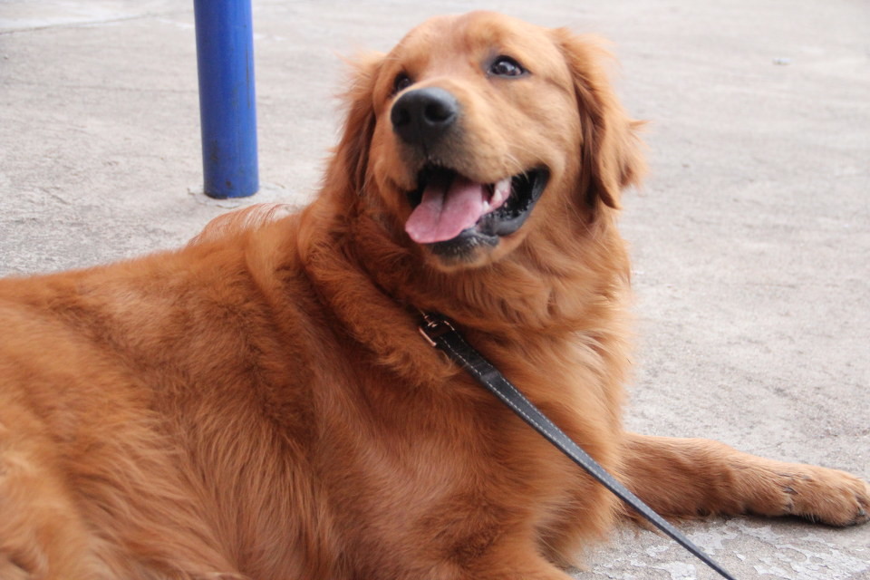 点击大图看下一张：咖啡棕纯种金毛犬图片