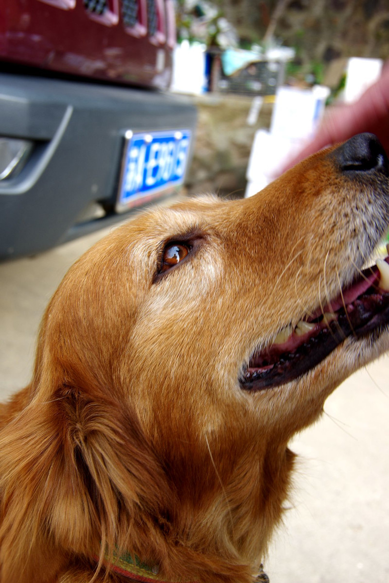 点击大图看下一张：我家的金毛犬