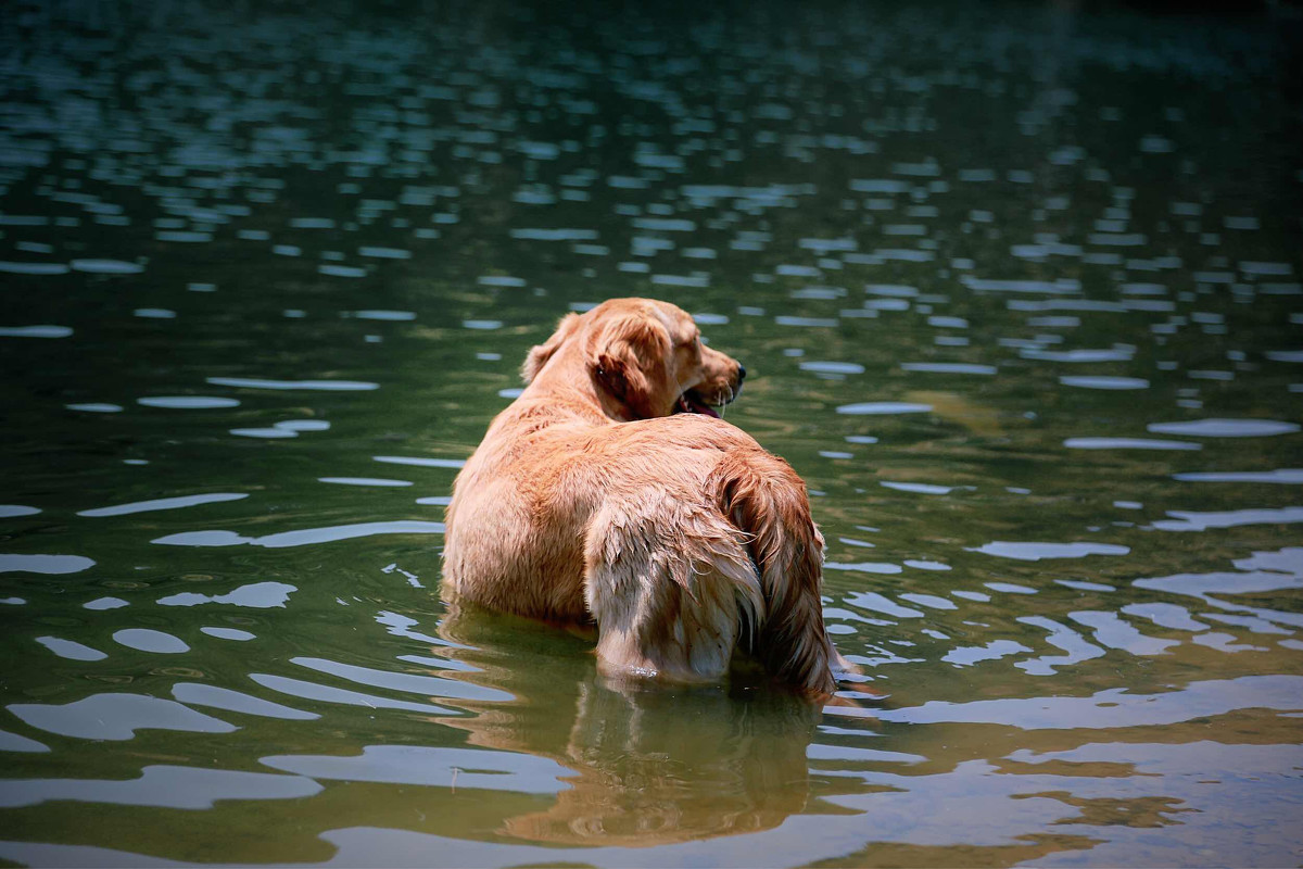 点击大图看下一张：喜水的金毛犬图片
