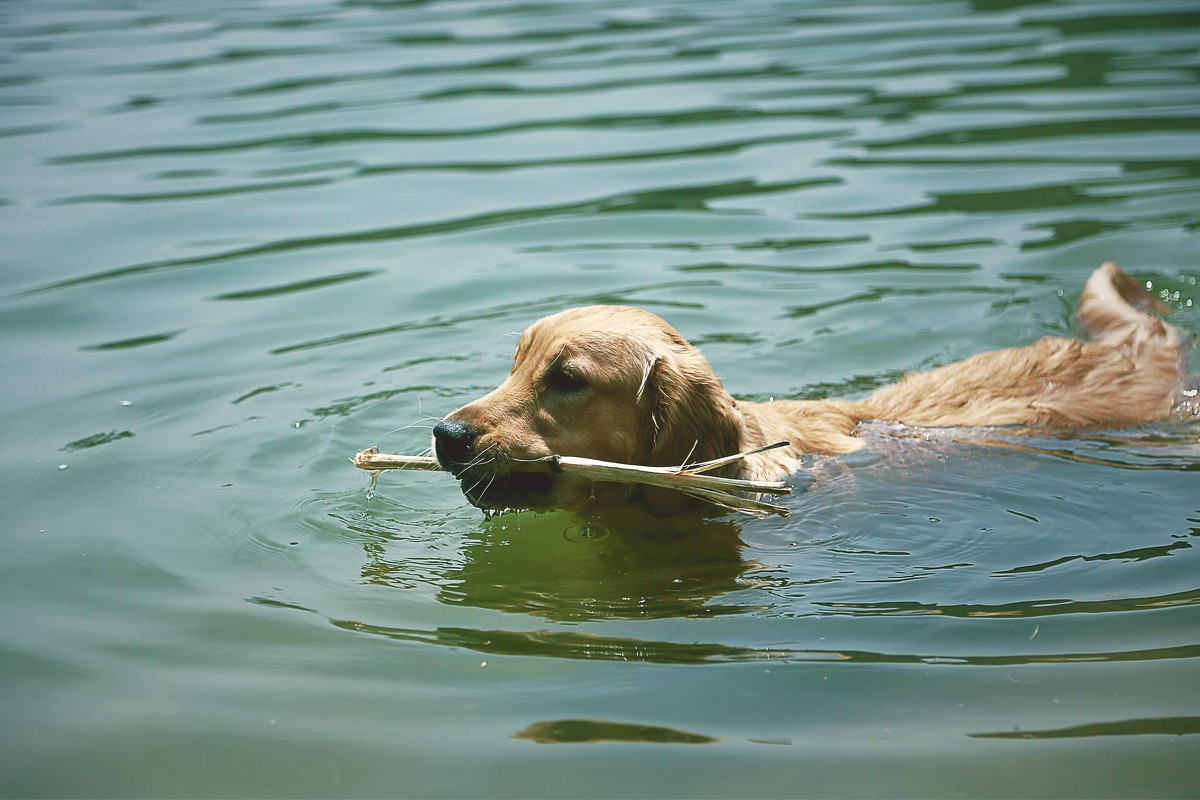 点击大图看下一张：喜水的金毛犬图片