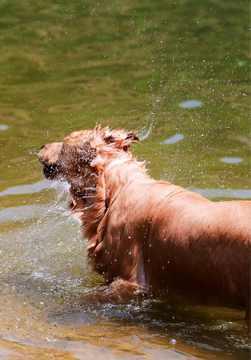 点击大图看下一张：喜水的金毛犬图片