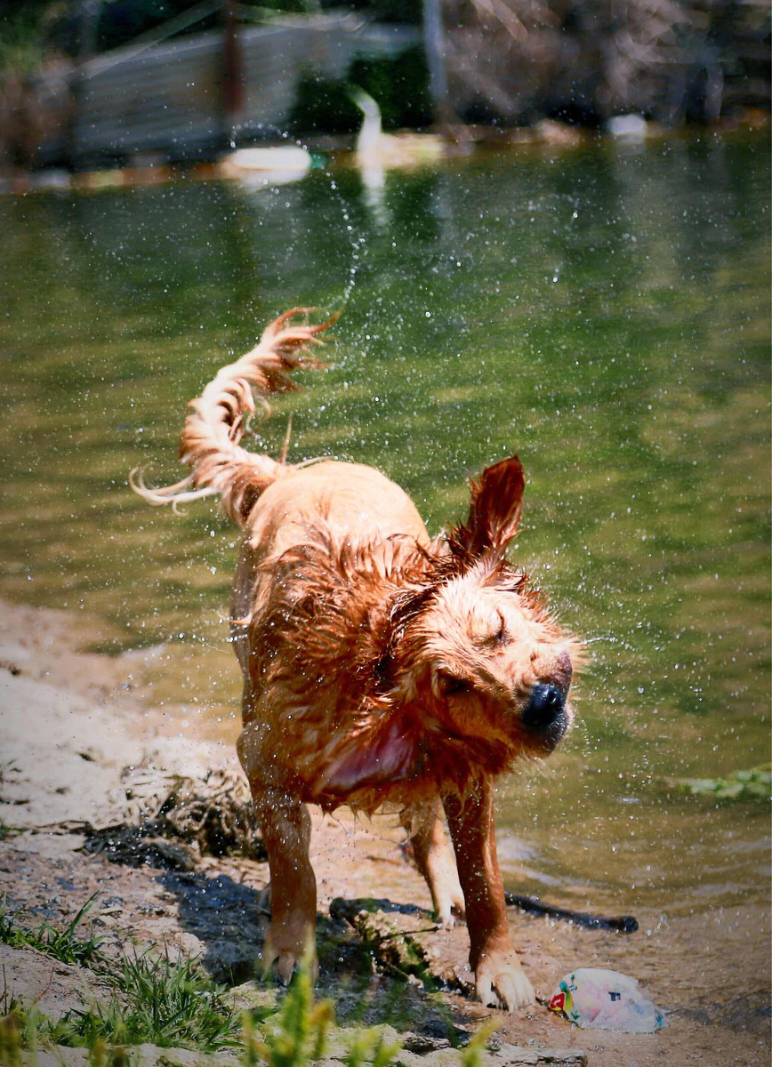 点击大图看下一张：喜水的金毛犬图片