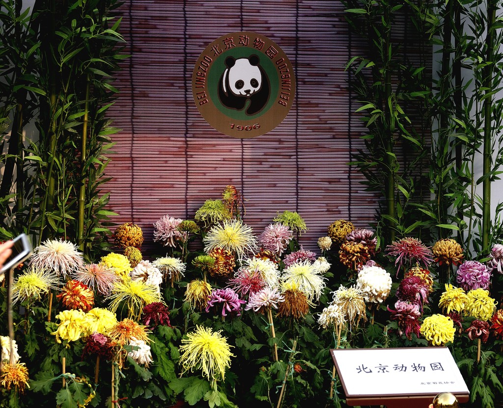 点击大图看下一张：北京动物园的菊花
